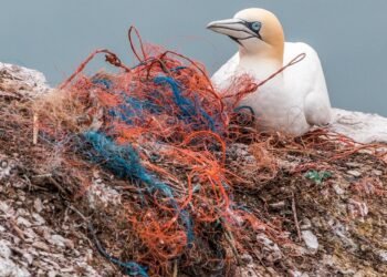 impact of plastic pollution on oceans