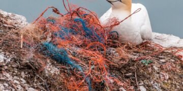 impact of plastic pollution on oceans