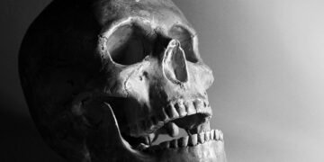 how muscles and bones work together
