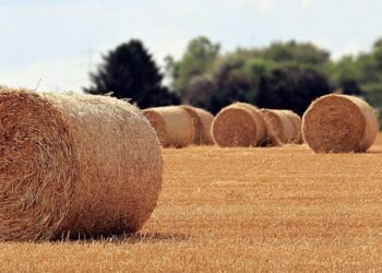 role of the liver in detoxification