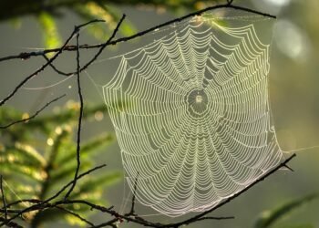 development of animation in cinema