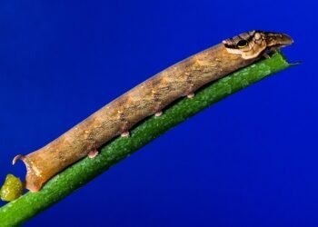 how musicals became a global genre