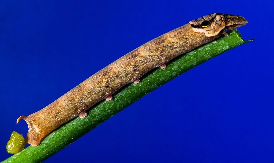 how musicals became a global genre