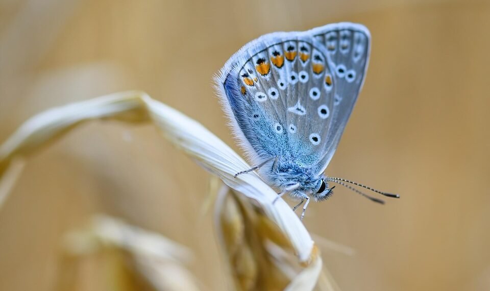 common vitamins and their roles in the body