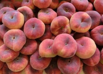 common vitamins and their roles in the body