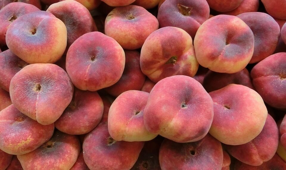 common vitamins and their roles in the body