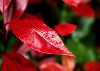 importance of hydration for overall health