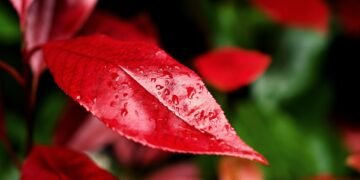 importance of hydration for overall health
