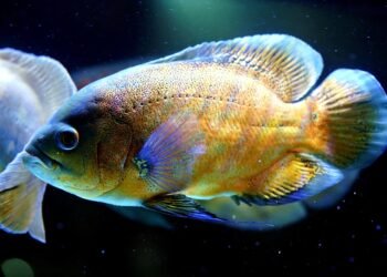 history of oscar awards ceremony