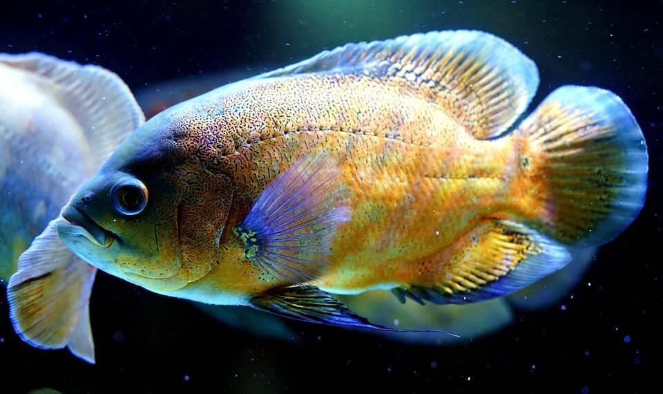 history of oscar awards ceremony