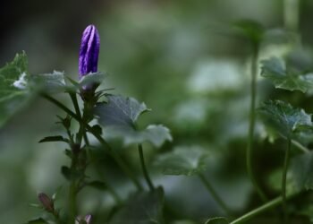 early hollywood film making techniques