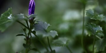 early hollywood film making techniques