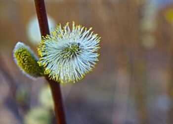 basics of human kidney function