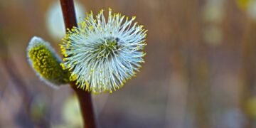 basics of human kidney function