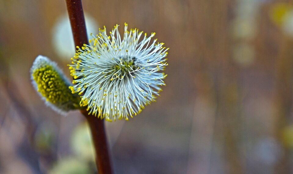 basics of human kidney function