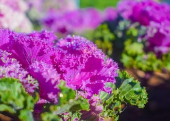 evolution of film criticism and reviewers