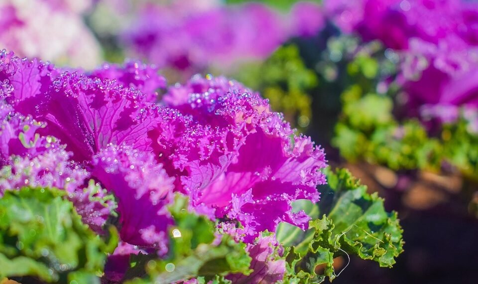 evolution of film criticism and reviewers