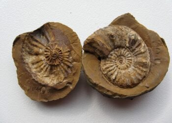 fossil formation and what fossils tell us