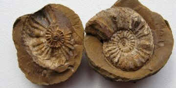 fossil formation and what fossils tell us