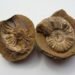 fossil formation and what fossils tell us
