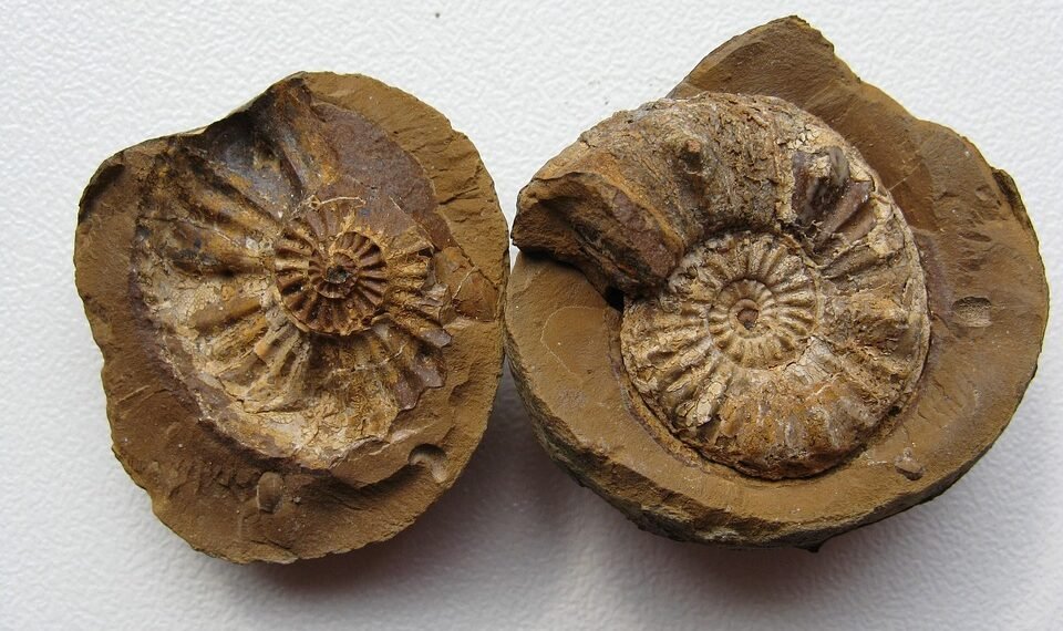 fossil formation and what fossils tell us