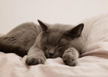 history of british cinema evolution