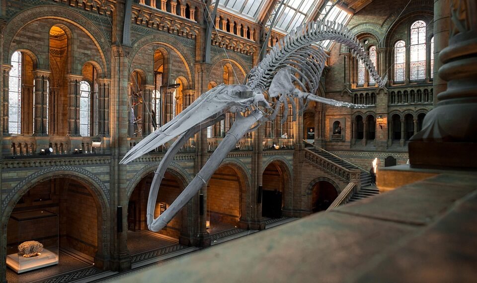 evolution of movie theatres and exhibition