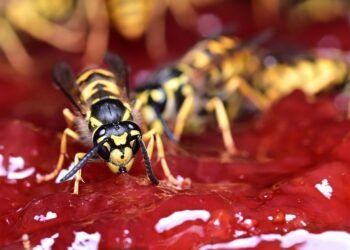 influence of shakespeare on cinema