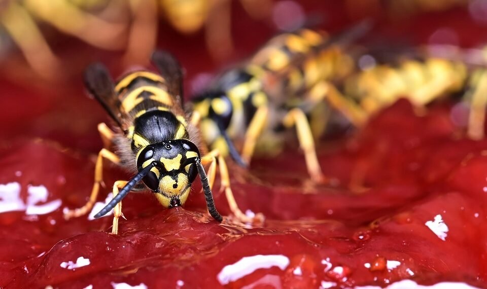 influence of shakespeare on cinema