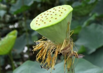 common vitamins and their roles in the body