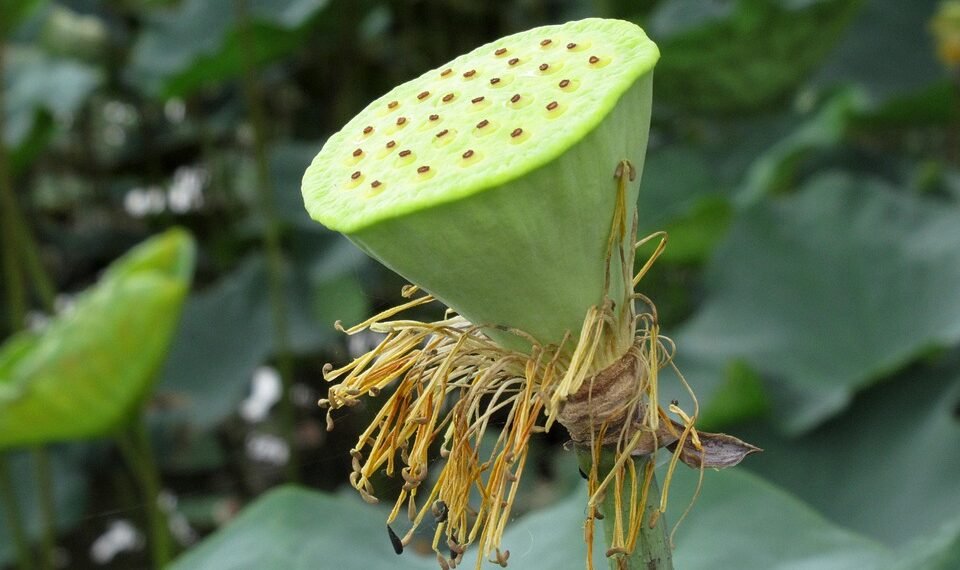 common vitamins and their roles in the body