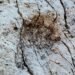 Thousands of Dinosaur Footprints Unearthed on Italian Rock Face