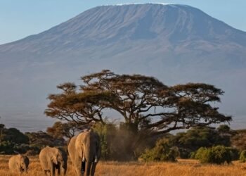 Tragic Helicopter Crash on Mount Kilimanjaro Claims Five Lives