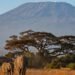 Tragic Helicopter Crash on Mount Kilimanjaro Claims Five Lives