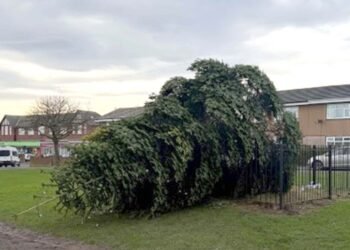 Two Men Arrested After Christmas Tree Vandalism Following Lights Switch-On