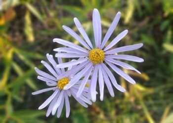 common vitamins and their roles in the body