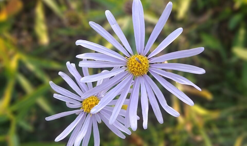 common vitamins and their roles in the body