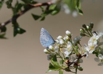 role of biodiversity in ecosystem stability