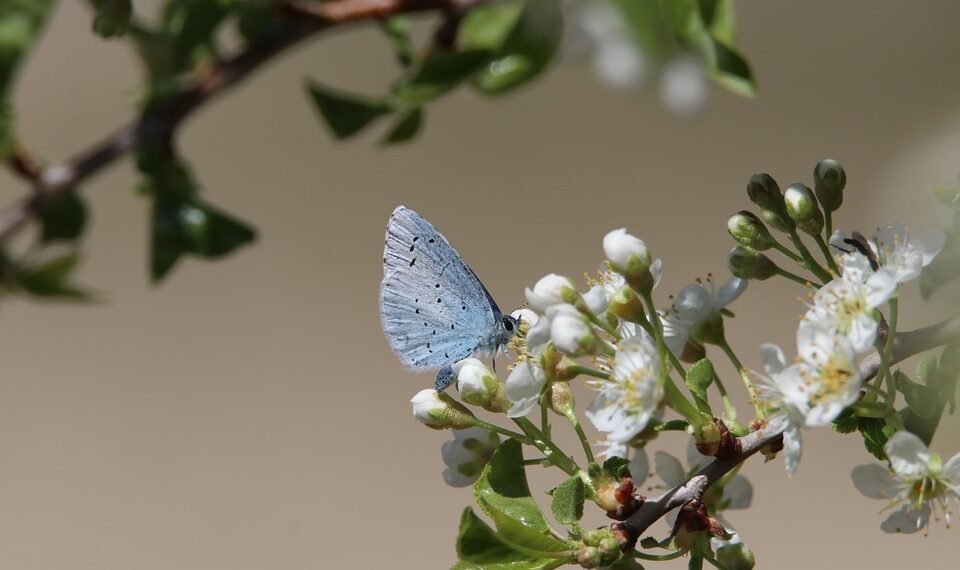 role of biodiversity in ecosystem stability
