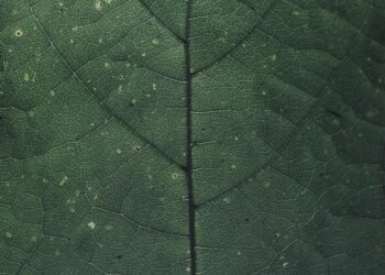 introduction to photosynthetic pigments chlorophyll a and b