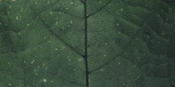 introduction to photosynthetic pigments chlorophyll a and b