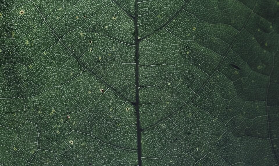 introduction to photosynthetic pigments chlorophyll a and b