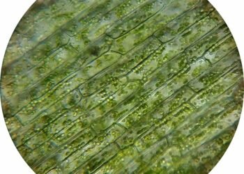 role of chloroplasts in plant cells