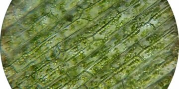 role of chloroplasts in plant cells