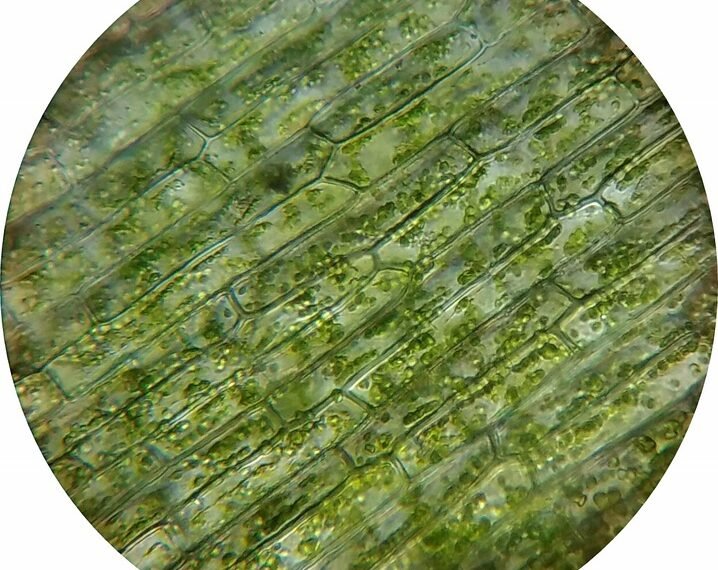role of chloroplasts in plant cells