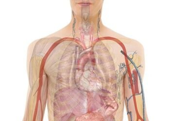 how hormones regulate body functions