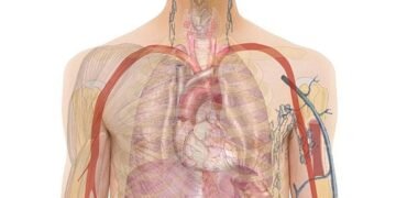 how hormones regulate body functions
