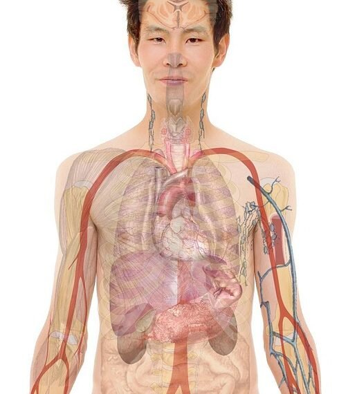 how hormones regulate body functions