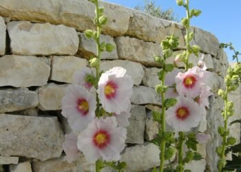 introduction to international re