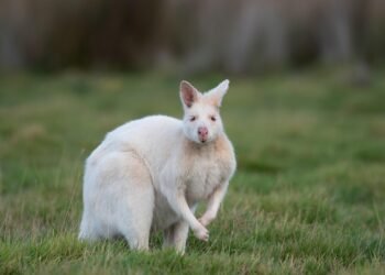 introduction to Mendelian genetics and inheritance